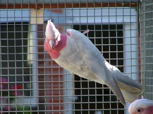 cacatoÃ¨s rosalbin  cicammon rÃ©duit.jpg