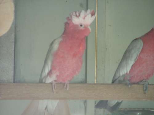 cacatoÃ¨s rosalbin lutino rÃ©duit 4.jpg