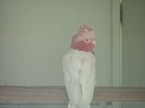 cacatoÃ¨s rosalbin lutino rÃ©duit 3.jpg