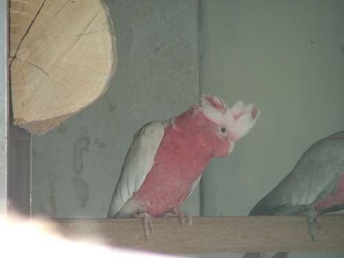 cacatoÃ¨s rosalbin lutino rÃ©duit 2.jpg