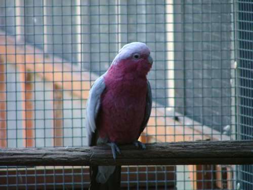 cacatoÃ¨s rosalbin rÃ©duitjpg.jpg