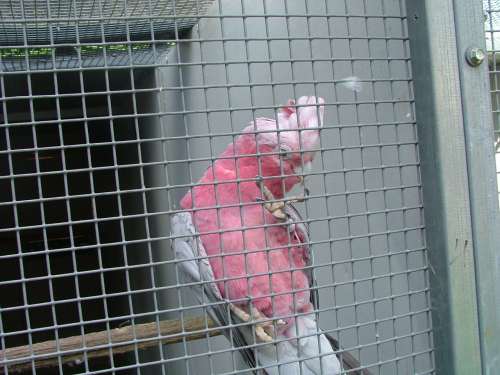 cacatoÃ¨s rosalbin porteur de lutino yeux noir rÃ©duit.jpg