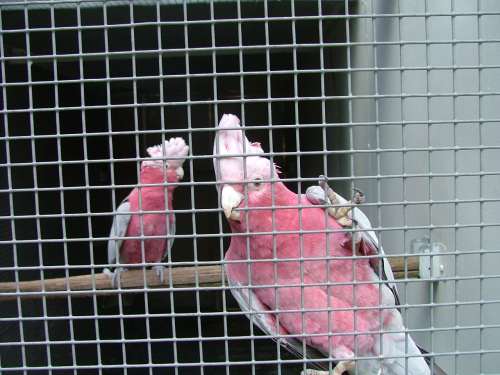 cacatoÃ¨s rosalbin porteur de lutino yeux noir rÃ©duit 2.jpg