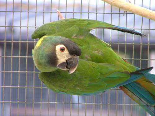 ara Ã  collier jaune rÃ©duit.jpg