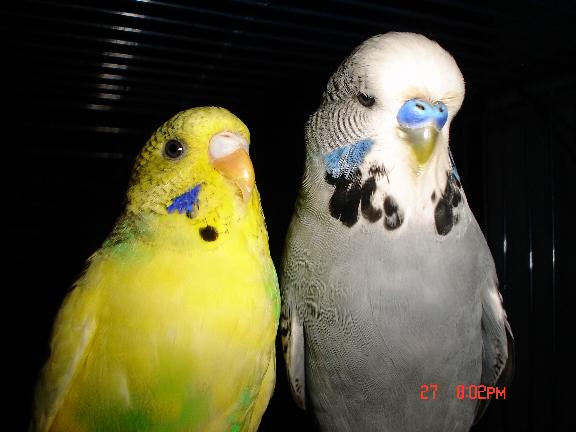 jaune et ponpon.jpg