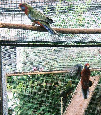 pennant 2005 envole 2.jpg