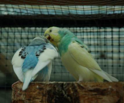 Resize of Resize of Img2005-07-24-11.13.48.JPG