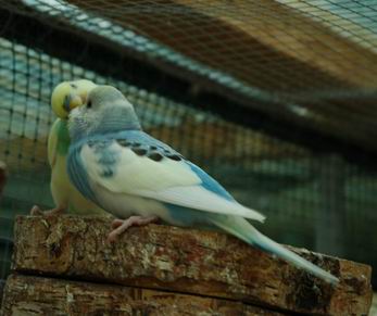 Resize of Resize of Img2005-07-24-11.13.19.JPG