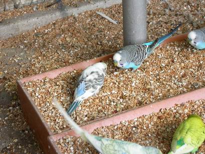 Resize of Img2005-06-12-09.40.30.JPG