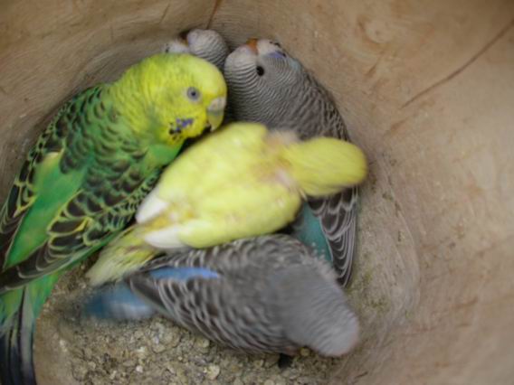 Resize of droite 10 (4).JPG