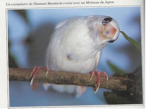 hybride moineau x mandarin..JPG