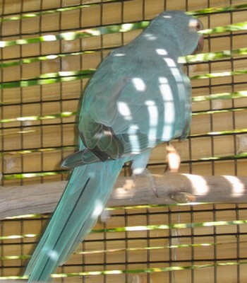 male2.jpg