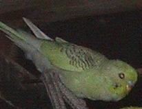 aed2.jpg