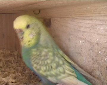 photos 100kms de belves 003.jpg