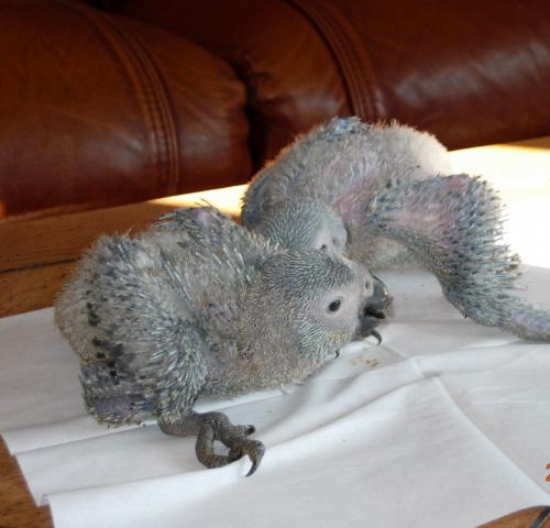 bebe01.JPG