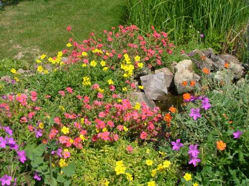 fleurs de la petite cacasde rÃ©duit .jpg