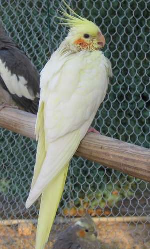 Opaline Lutino 01.jpg