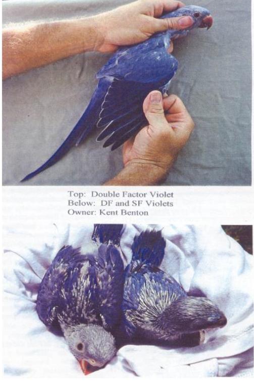 violet3.jpg