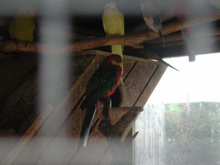 oiseaux.jpg