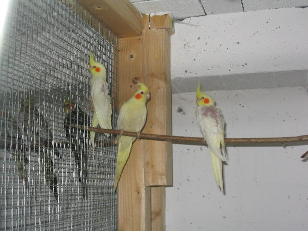 Lutino.FB 0,1 et BB.JPG