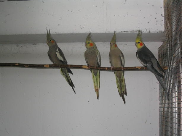 1er couple et les BB.JPG