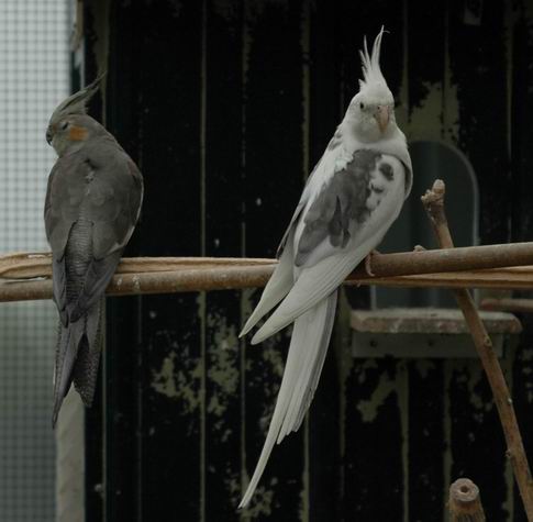 Resize of Resize of Img2005-06-01-19.00.07.JPG