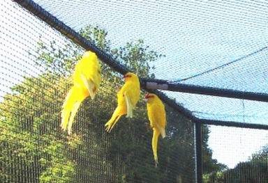 Resize of jade_leia_titi_3_kakariki_jaune_001.jpg