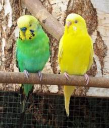 Resize of bidouille_violette_003.jpg