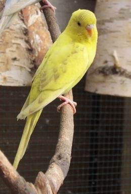 Resize of puce_002.jpg