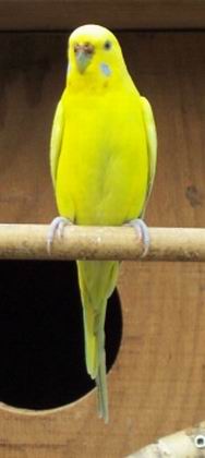 Resize of boulette_001.jpg