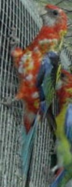 _1631jeune omni 2.jpg