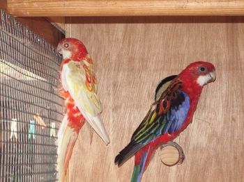 couple d'omnicolore.JPG