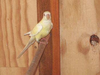 femelle croupion.JPG