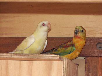 couple de croupion.JPG