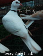 dove31.jpg