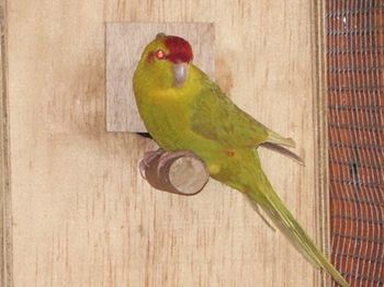 mÃ¢le kakarikis.JPG