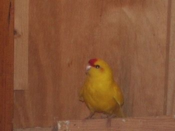 femelle kakariki lutino.JPG