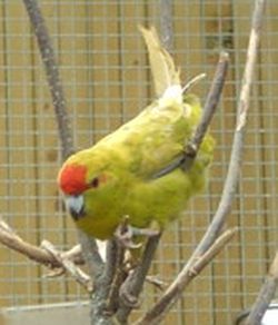 Copie de PDR_1619kakariki cinnamon1.jpg