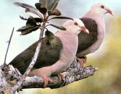 PinkPigeon2[1].jpg