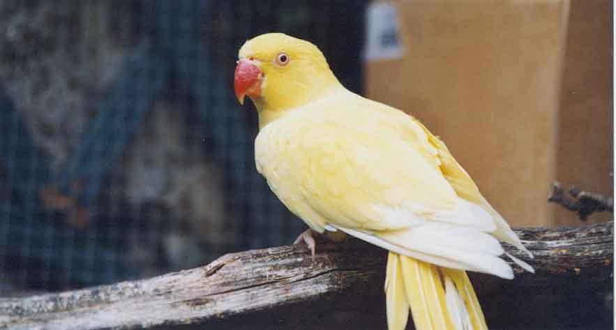 collier5.jpg