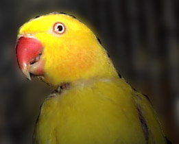orange cheeked.jpg