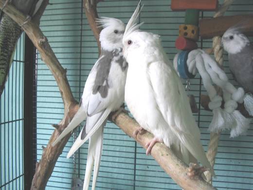 Max & Capucine.jpg