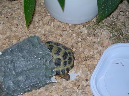 tortue.jpg