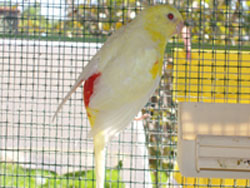 MÃ¢le croupion lutino.jpg