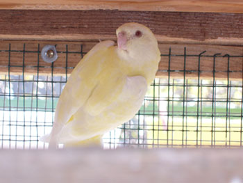 Femelle Croupion lutino (89pts).jpg