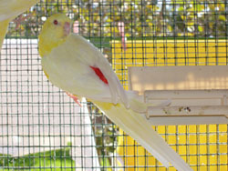 MÃ¢le croupion lutino 2.jpg