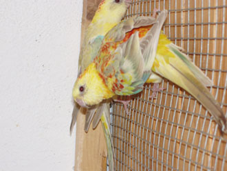 Couple Opaline pastel 2.jpg