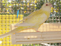 Femelle Croupion lutino (89pts) 2.jpg