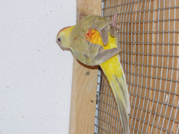 Femelle Croupion Opaline pastel 2.jpg