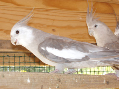 Jeune calo Cinnamon FB (concours).jpg